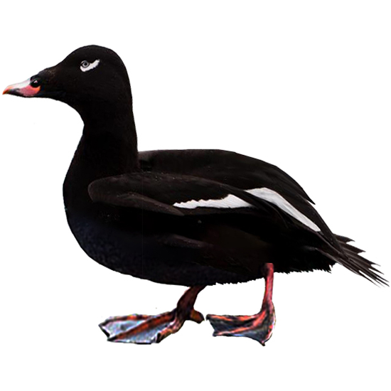 White-winged Scoter Duck